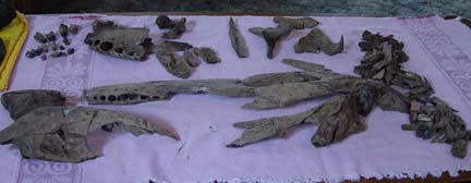 Alligator Bones