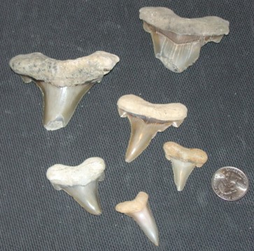 shark teeth images. auriculatis shark teeth